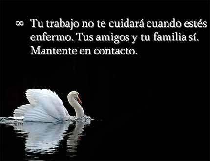 cisne