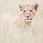 Lion Young: Esta foto de Carsten Ott fue el concurso "GDT Naturaleza Fotógrafo del Año" con el segundo Colocar en los "retratos de animales" categoría excelentes.
