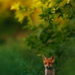 Fox rojo en la luz del atardecer: Una vez al año, la Sociedad Alemana de Fotógrafos de la Naturaleza organizó la competencia entre sus miembros "GDT Naturaleza Fotógrafo del Año." En la edición actual, Hermann Hirsch fue capaz de imponerse con esta foto como el ganador absoluto. Él tiene 18 años de edad, el ganador más joven de la competición. Su fotografía muestra un zorro joven, que creció en Dortmund.