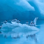 Icy lugar de descanso: Esta imagen podía ser más tranquilo charranes Bernd Nill victoria en la categoría de recoger "pájaros". Un total de 226 miembros de la Sociedad Alemana de Fotógrafos de Naturaleza de nueve países participaron en la competición.