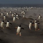 Al regresar de la caza: Estos pingüinos fotografiados Michael Lohmann. Hubo un total de 3.577 imágenes en la competencia. No fue sólo la segunda Premio en la categoría "pájaros", sino también el Premio del Jurado.