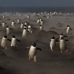 Al regresar de la caza: Estos pingüinos fotografiados Michael Lohmann. Hubo un total de 3.577 imágenes en la competencia. No fue sólo la segunda Premio en la categoría "pájaros", sino también el Premio del Jurado.