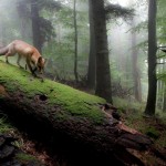 Fox en el Bosque Nublado: Esta imagen de Klaus Echle - como las otras fotos de los ganadores - 23 Emitido en mayo a finales de septiembre en la Agencia Federal para la Conservación de la Naturaleza, Bonn.