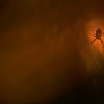 En el salto: Esta imagen de una araña viene de Klaus Tamm. Él ganó la victoria en la categoría "Otros animales".