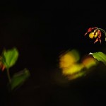 Belleza Radiante: Fotógrafo en el concurso - al contrario de lo que sugiere su nombre, la empresa - enviar también fotografías de las plantas. Así, por ejemplo, esta imagen de un zapato de mujer. Se trata de una orquídea silvestre.