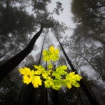 Hacia la luz: El arce aún tiene que luchar si quiere llegar a algún lugar en el bosque nuboso. Joachim Wimmer le ha fotografiado.