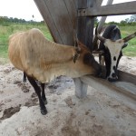 Vacas comiendo sal